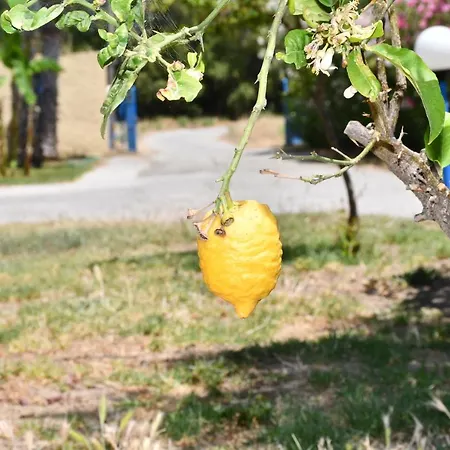 Apartman 1-bedroom Olympia At Lambi