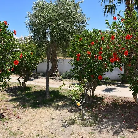 Daire 1-bedroom Olympia At Lambi *